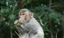 南湾猴岛游记_2000字