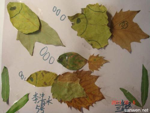 秋天叶画_250字