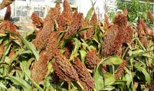 丰收的季节_150字