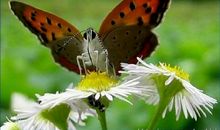 勤劳的蜜蜂与高傲的蝴蝶_350字