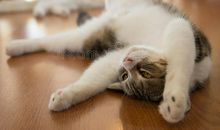 懒惰的小猫_450字