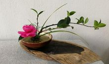 或许、淡淡的花落_250字