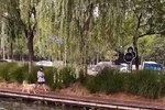 柳_100字