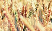 收获的秋天！_350字