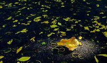 落花、落叶_200字