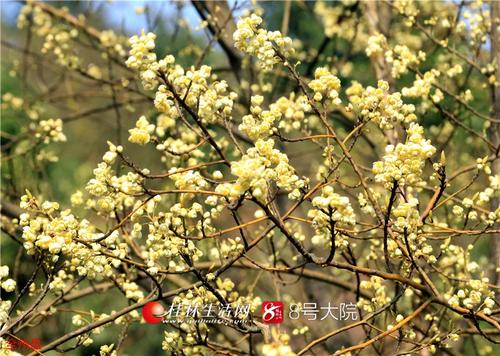 鲜花充满树木，此时，春天充满了_800字
