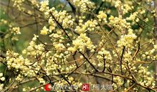 花满树，此时春风意_800字