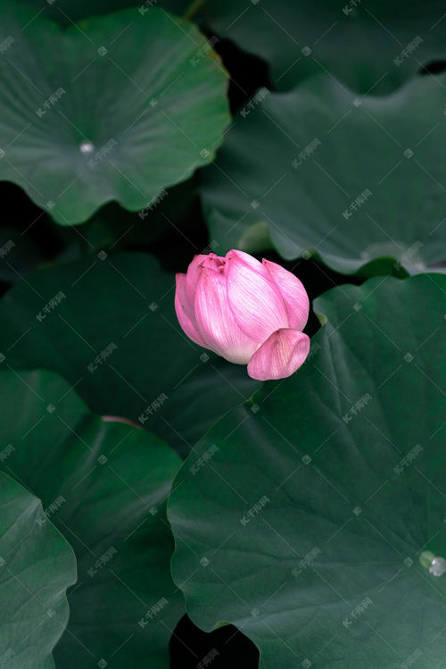 描述夏季彩票_2000字的句子