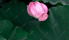 描写夏天荷塘的句子_2000字