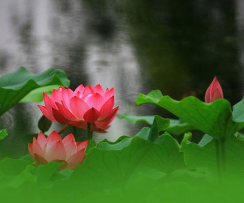 选定的段描绘了夏季风景_800字