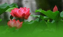 精选描写夏天景色的语段_800字