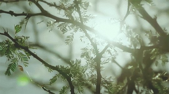 描写夏天花园的好词好句_3000字