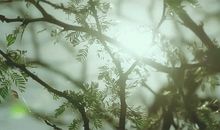 描写夏天花园的好词好句_3000字