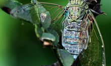 描写夏天知了的段落_1500字