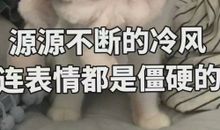 小猫_250字