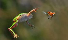 青蛙捕食 _400字