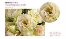 桔梗心情_1000字