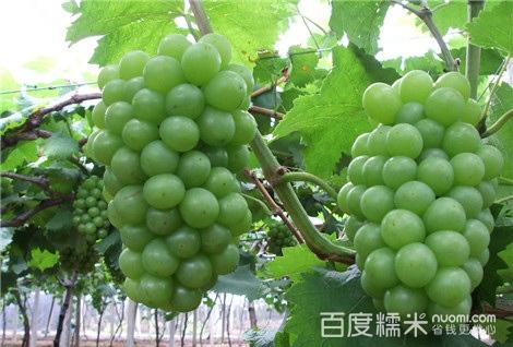 我最喜欢的水果 - 葡萄_400字