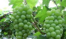 我喜爱的水果—葡萄_400字