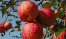 水果的启示_350字