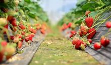 我最喜欢的水果-----草莓_750字