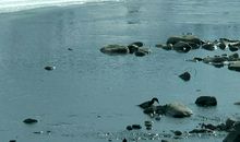 当冰雪消融到最后一刻_200字