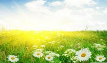 花残叶落，不过一种颜色_500字