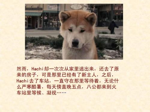 忠诚的狗八舆论_400字后