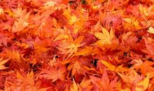 秋天的颜色_600字