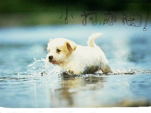 我的家人的小狗---哈_350字