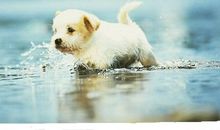 我家的小狗---哈哩_350字