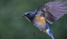 我是一只飞鸟_1500字