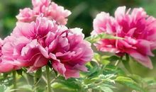 生活多一点微笑，生命多一点美好_750字