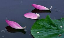 沐浴清风 聆听雨落_800字