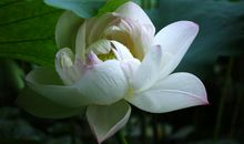 晚来的绽放_1000字