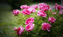 静等春天的花开_1200字