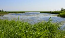 向芦苇学习_250字