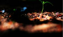 小草的力量_900字