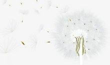 蒲公英物语_1200字