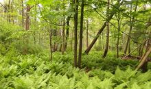 [寻找春天]“自然”夜_200字