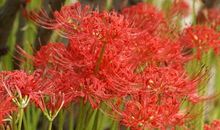 恋上彼岸花开时[二]_1500字