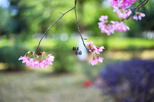 樱花掉了_700字