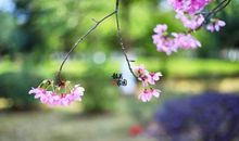 樱花落下了_700字