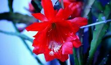 荼思曲：昙照_2000字