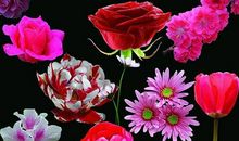 傲慢的花朵_450字