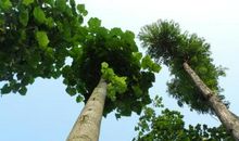 [超新星初中组]仰望大树_1000字