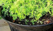 花盆里的菜_250字