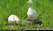 可爱的小鹅_50字