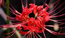 【彼岸花】_1500字