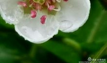 飞花花落逝，月影影其落_750字